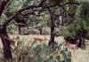 TXDeer.jpg (344039 bytes)